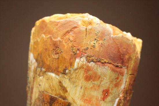 ワニのような顔をもつ、肉食恐竜スピノサウルスの太い歯化石(Spinosaurus)(その11)