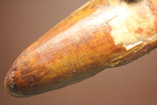 ワニのような顔をもつ、肉食恐竜スピノサウルスの太い歯化石(Spinosaurus)(その12)