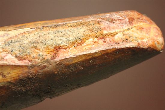 ワニのような顔をもつ、肉食恐竜スピノサウルスの太い歯化石(Spinosaurus)(その13)