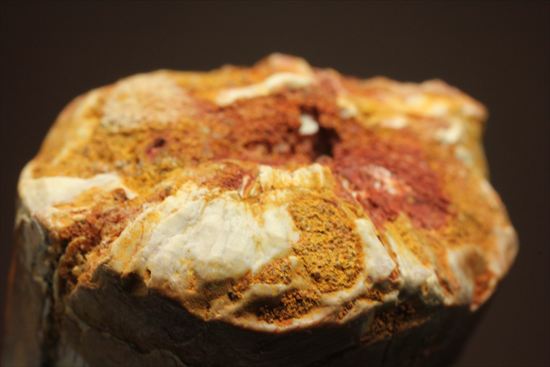 ワニのような顔をもつ、肉食恐竜スピノサウルスの太い歯化石(Spinosaurus)(その15)