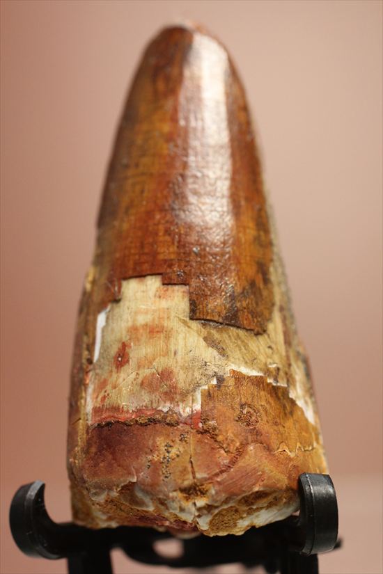 ワニのような顔をもつ、肉食恐竜スピノサウルスの太い歯化石(Spinosaurus)(その4)