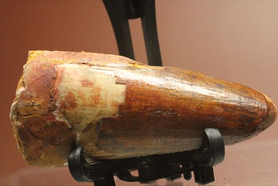 ワニのような顔をもつ、肉食恐竜スピノサウルスの太い歯化石(Spinosaurus)(その6)