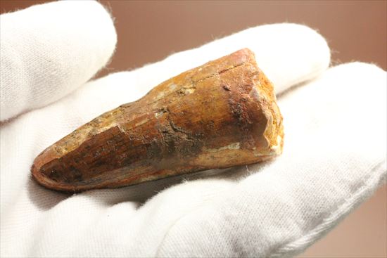ワニのような顔をもつ、肉食恐竜スピノサウルスの太い歯化石(Spinosaurus)(その7)