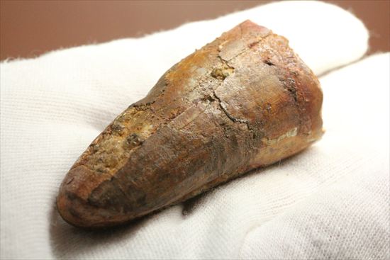 ワニのような顔をもつ、肉食恐竜スピノサウルスの太い歯化石(Spinosaurus)(その8)