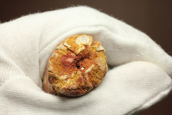 ワニのような顔をもつ、肉食恐竜スピノサウルスの太い歯化石(Spinosaurus)(その9)