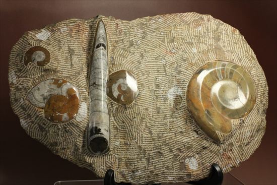 オルソセラスとゴニアタイトのプレート化石