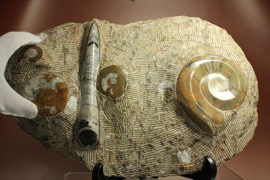 古生代ゴニアタイトとオルソセラスが共存するプレート標本（その12）