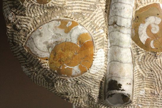 古生代ゴニアタイトとオルソセラスが共存するプレート標本（その4）