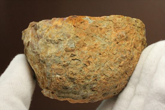 恐竜のウンチ化石、コプロライト(Coprolite)片面ポリッシュされています。（その2）