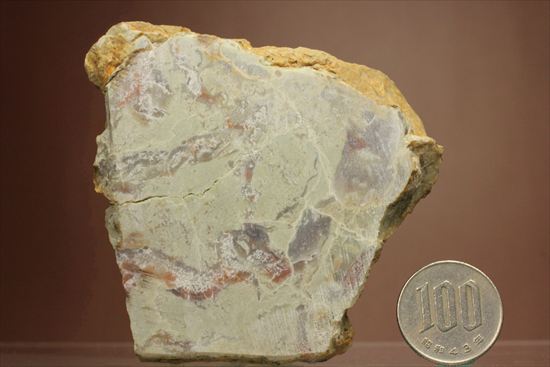 恐竜のウンチ化石コプロライト(Coprolite)（その13）