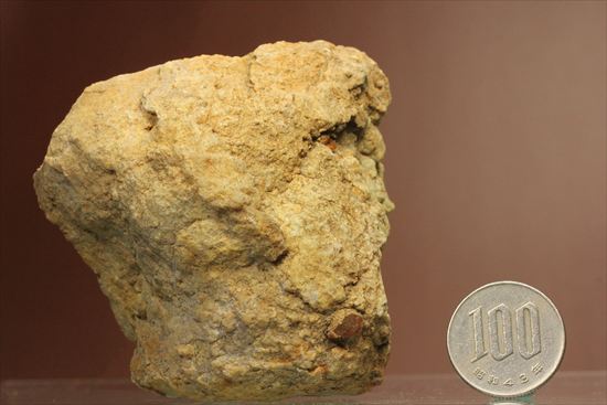 恐竜のウンチ化石コプロライト(Coprolite)（その14）