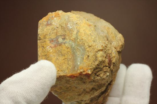 恐竜のウンチ化石コプロライト(Coprolite)（その4）