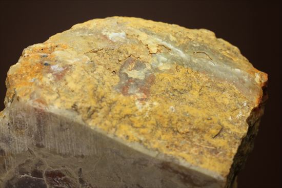 恐竜のウンチ化石コプロライト(Coprolite)（その8）