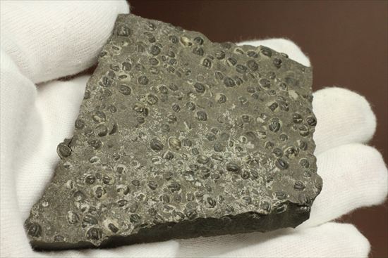 三葉虫か、はたまた三葉虫でないか、意見の分かれるカンブリア紀アグノスタス・ピシフォルミス(Agnostus pisiformis)(その11)