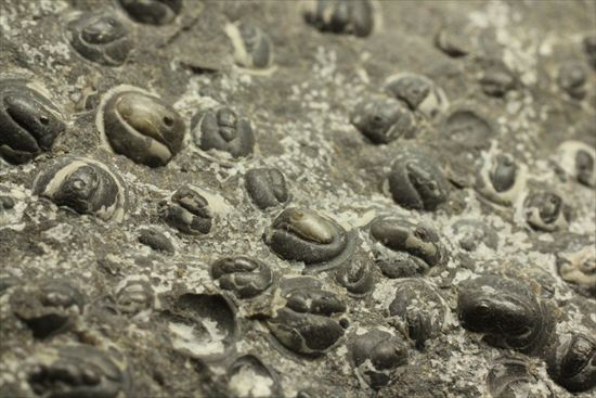 三葉虫か、はたまた三葉虫でないか、意見の分かれるカンブリア紀アグノスタス・ピシフォルミス(Agnostus pisiformis)(その13)