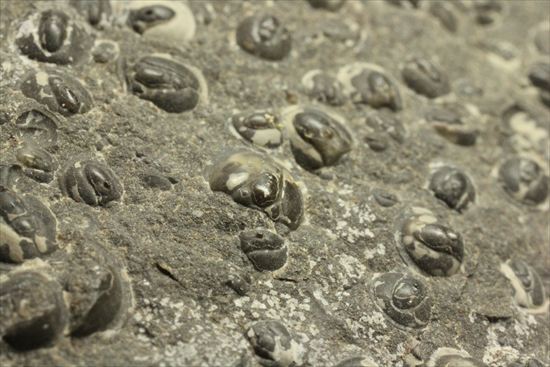 三葉虫か、はたまた三葉虫でないか、意見の分かれるカンブリア紀アグノスタス・ピシフォルミス(Agnostus pisiformis)(その14)