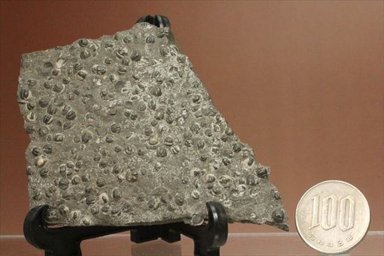 三葉虫か、はたまた三葉虫でないか、意見の分かれるカンブリア紀アグノスタス・ピシフォルミス(Agnostus pisiformis)(その15)