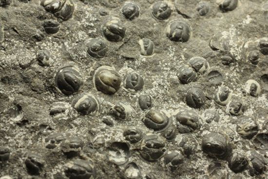 三葉虫か、はたまた三葉虫でないか、意見の分かれるカンブリア紀アグノスタス・ピシフォルミス(Agnostus pisiformis)(その2)