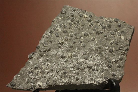 三葉虫か、はたまた三葉虫でないか、意見の分かれるカンブリア紀アグノスタス・ピシフォルミス(Agnostus pisiformis)(その3)