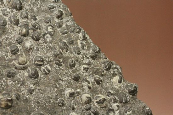 三葉虫か、はたまた三葉虫でないか、意見の分かれるカンブリア紀アグノスタス・ピシフォルミス(Agnostus pisiformis)(その4)