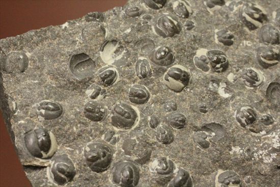 三葉虫か、はたまた三葉虫でないか、意見の分かれるカンブリア紀アグノスタス・ピシフォルミス(Agnostus pisiformis)(その5)