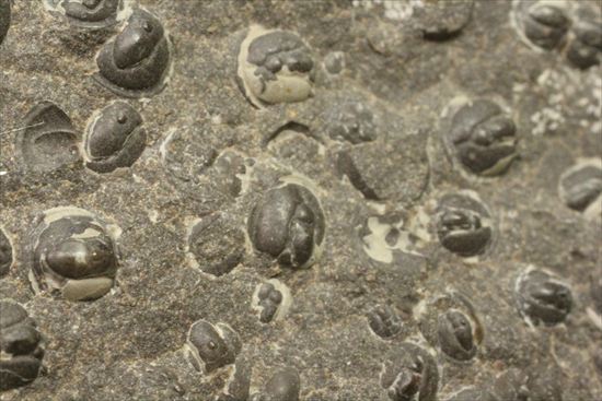 三葉虫か、はたまた三葉虫でないか、意見の分かれるカンブリア紀アグノスタス・ピシフォルミス(Agnostus pisiformis)(その6)