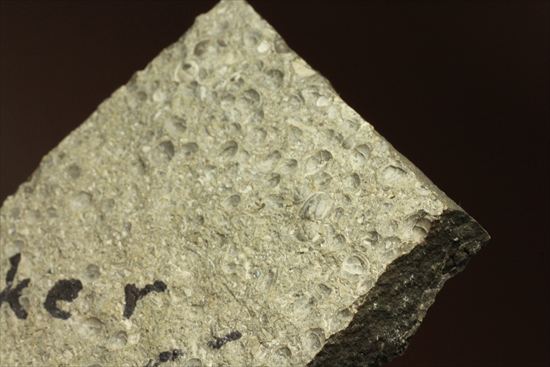 三葉虫か、はたまた三葉虫でないか、意見の分かれるカンブリア紀アグノスタス・ピシフォルミス(Agnostus pisiformis)(その7)