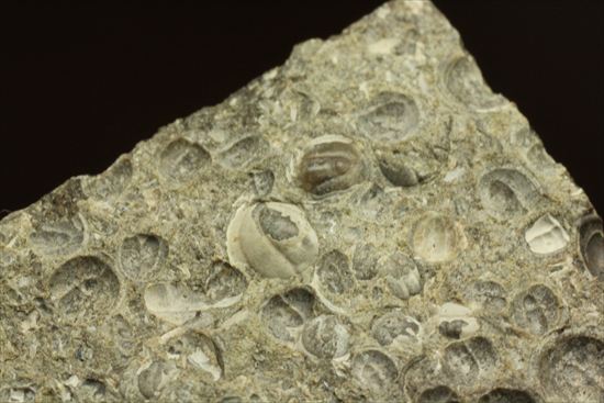 三葉虫か、はたまた三葉虫でないか、意見の分かれるカンブリア紀アグノスタス・ピシフォルミス(Agnostus pisiformis)(その9)