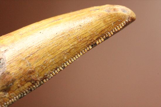 インナーカーブのギザギザが完全に保存されたカルカロドントサウルスの歯（その10）