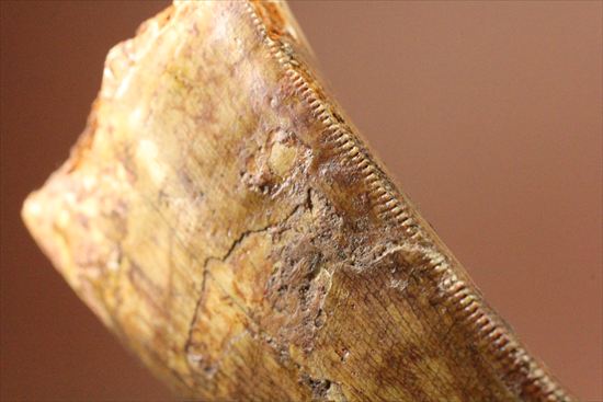 インナーカーブのギザギザが完全に保存されたカルカロドントサウルスの歯（その11）