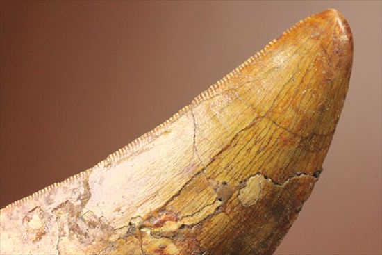 インナーカーブのギザギザが完全に保存されたカルカロドントサウルスの歯（その4）