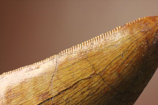 インナーカーブのギザギザが完全に保存されたカルカロドントサウルスの歯（その5）