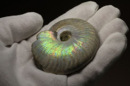 両面遊色!丸みを帯びたマダガスカル産ホワイトアンモナイト(その9)