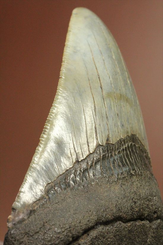 新生代の最大級凶暴ザメ！メガロドンの歯化石(megalodon)（その1）