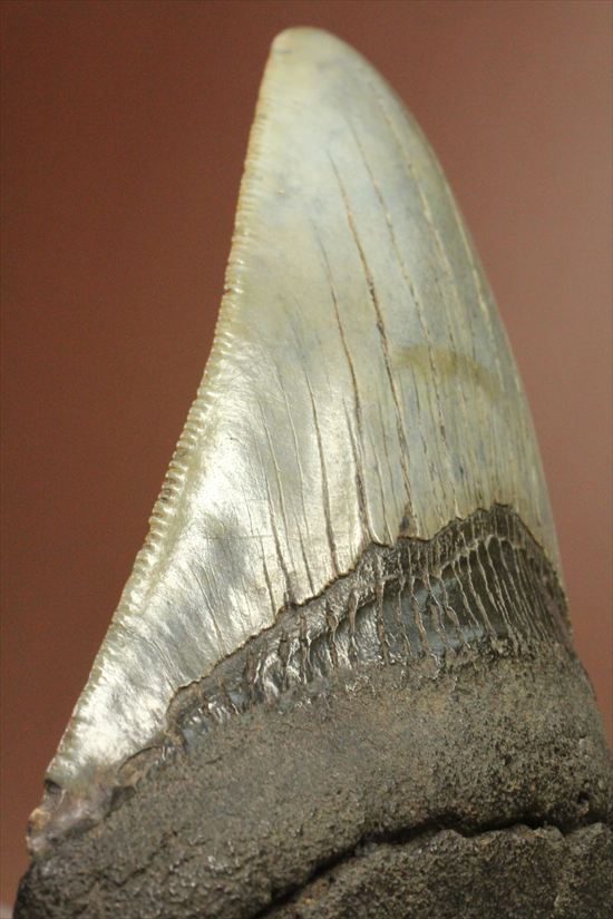 新生代の最大級凶暴ザメ!メガロドンの歯化石(megalodon)(その1)