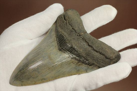 新生代の最大級凶暴ザメ!メガロドンの歯化石(megalodon)(その12)