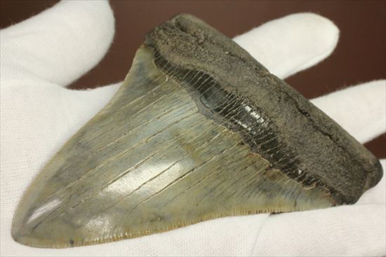 新生代の最大級凶暴ザメ!メガロドンの歯化石(megalodon)(その13)