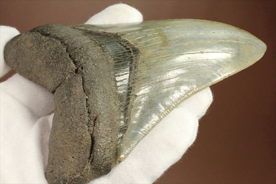新生代の最大級凶暴ザメ！メガロドンの歯化石(megalodon)（その14）