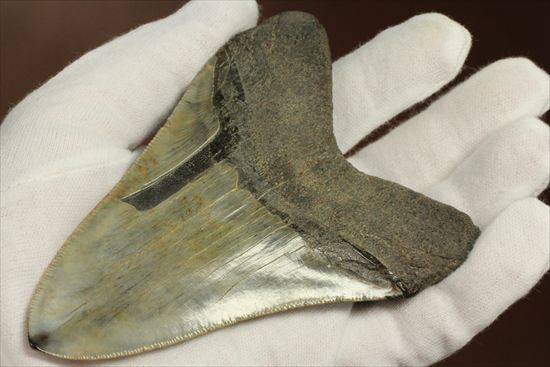 新生代の最大級凶暴ザメ!メガロドンの歯化石(megalodon)(その15)
