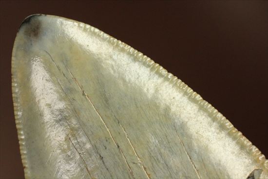 新生代の最大級凶暴ザメ!メガロドンの歯化石(megalodon)(その16)