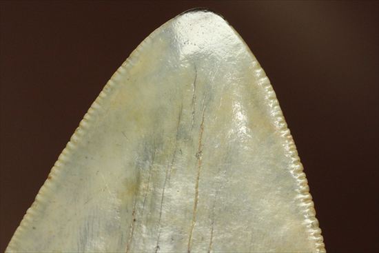 新生代の最大級凶暴ザメ!メガロドンの歯化石(megalodon)(その17)