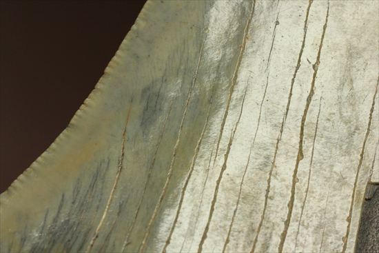 新生代の最大級凶暴ザメ!メガロドンの歯化石(megalodon)(その18)