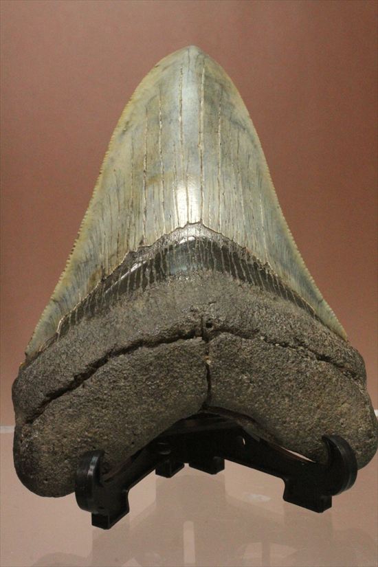 新生代の最大級凶暴ザメ!メガロドンの歯化石(megalodon)(その2)