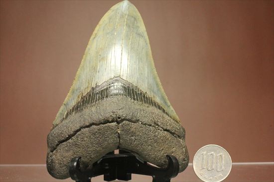 新生代の最大級凶暴ザメ!メガロドンの歯化石(megalodon)(その20)