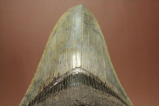 新生代の最大級凶暴ザメ!メガロドンの歯化石(megalodon)(その3)