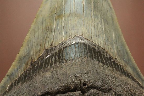 新生代の最大級凶暴ザメ!メガロドンの歯化石(megalodon)(その4)