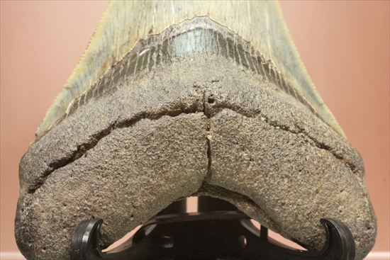 新生代の最大級凶暴ザメ!メガロドンの歯化石(megalodon)(その5)