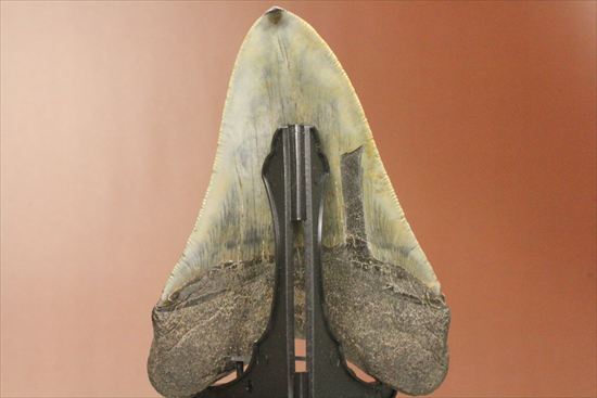 新生代の最大級凶暴ザメ!メガロドンの歯化石(megalodon)(その6)