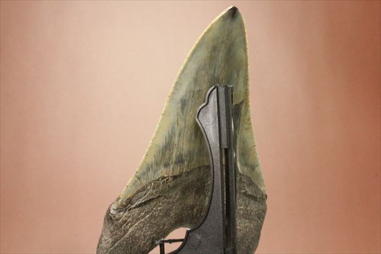 新生代の最大級凶暴ザメ!メガロドンの歯化石(megalodon)(その7)