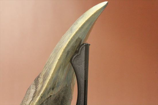 新生代の最大級凶暴ザメ!メガロドンの歯化石(megalodon)(その8)